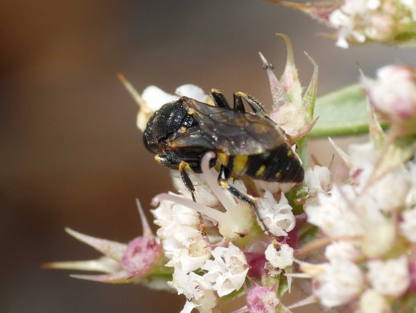 Oxybelus sp. (Crabronidae)